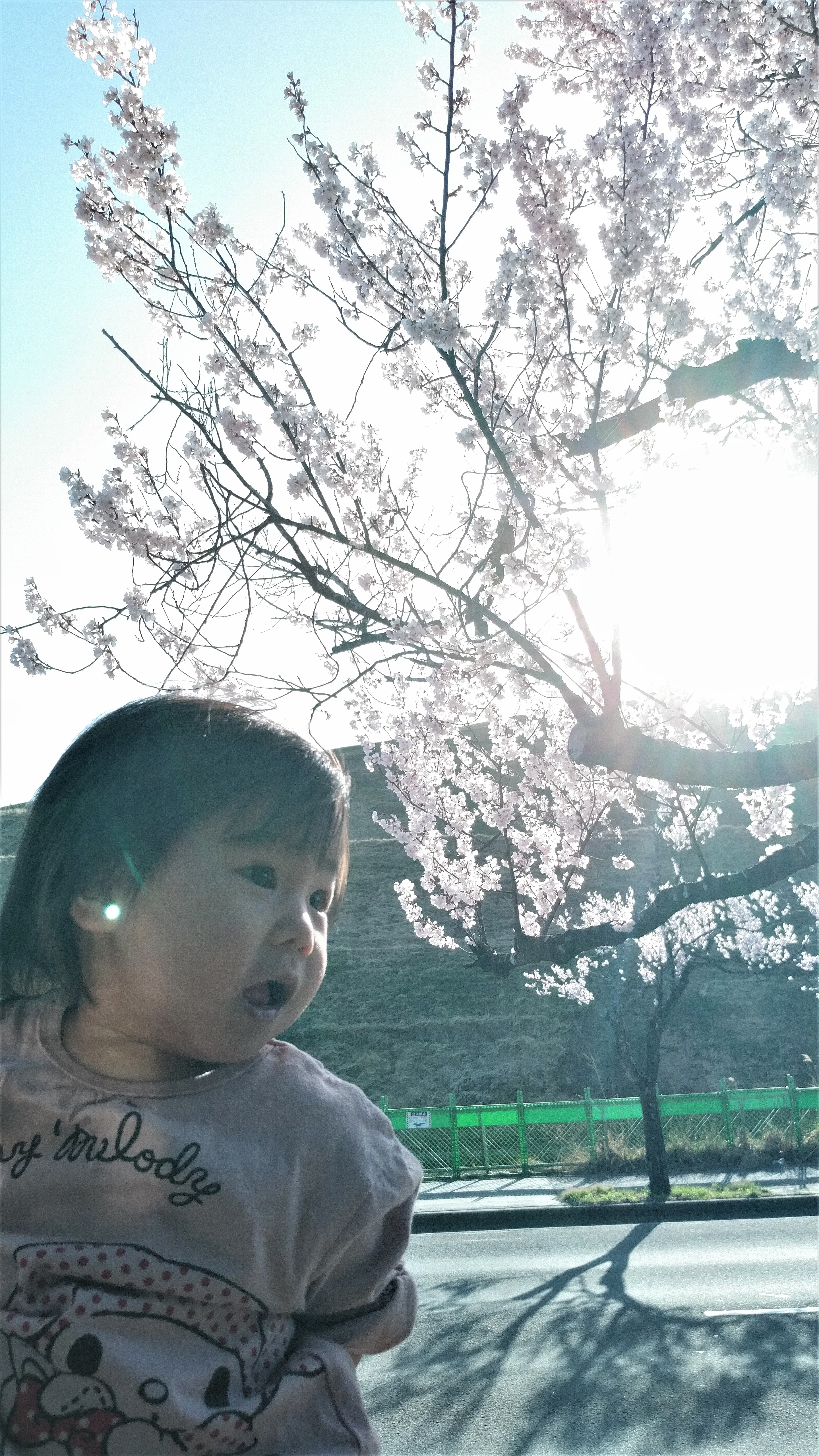 桜